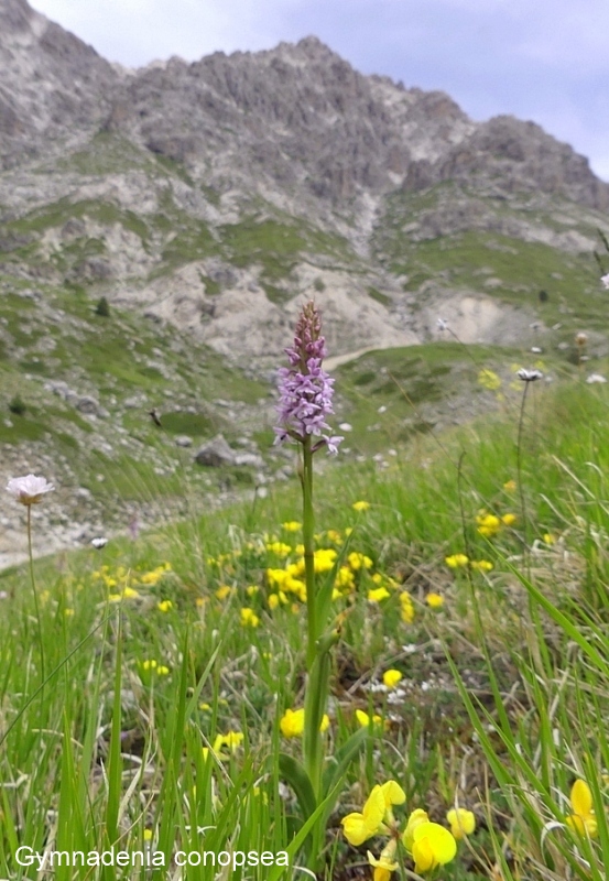 Campo Imperatore, laltopiano e le orchidee  19 giugno 2021.